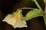 Cutleaf groundcherry